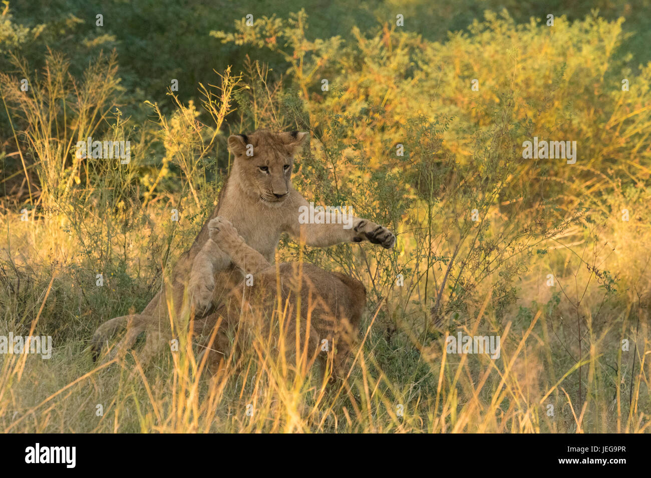 Lion cubs playing in the Okavango Delta Stock Photo