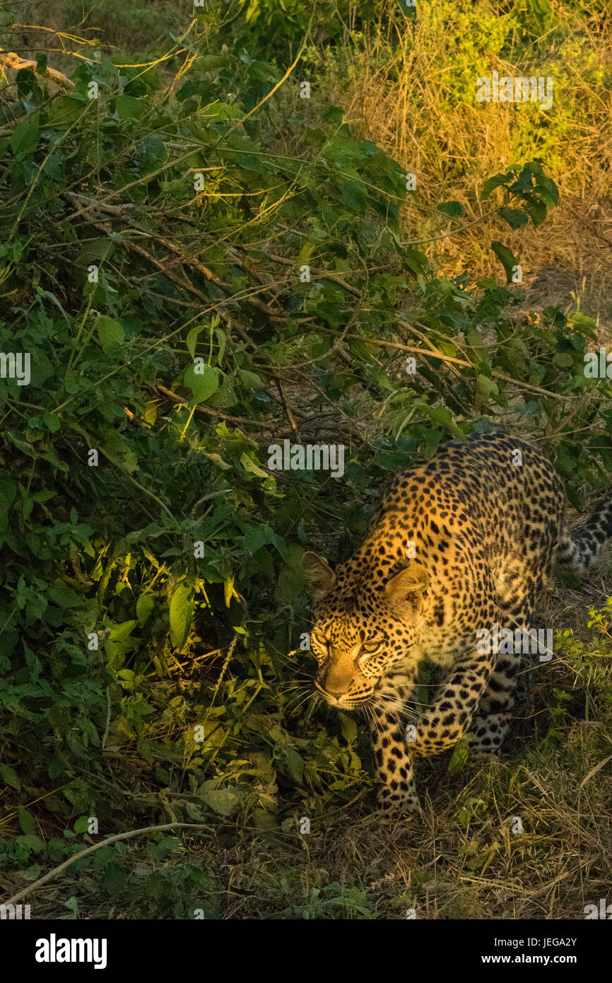 Female leopard (Panthera pardus) walking in thick bush in the Okavango