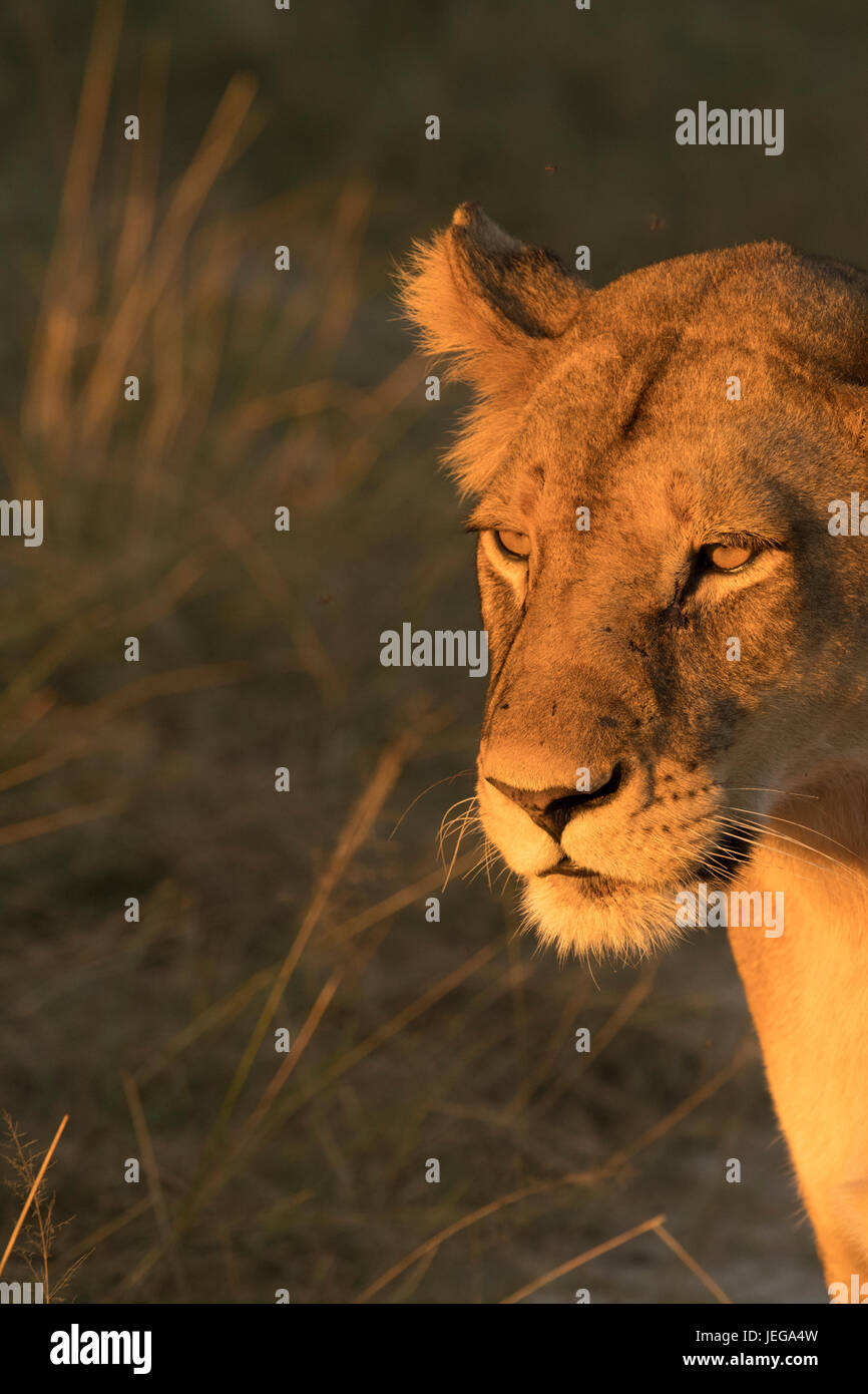 Lions resting in sunset Stock Photo
