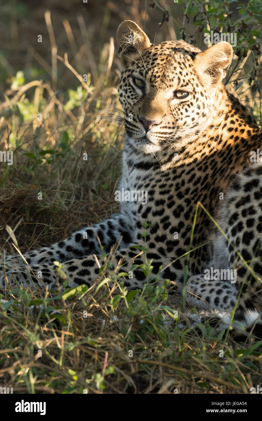 Female leopard alone in the Okavango Delta. She is Pula's daughter ...