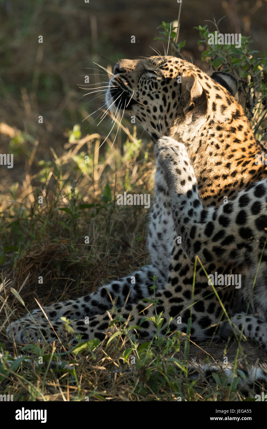 Pulas cub hi-res stock photography and images - Alamy