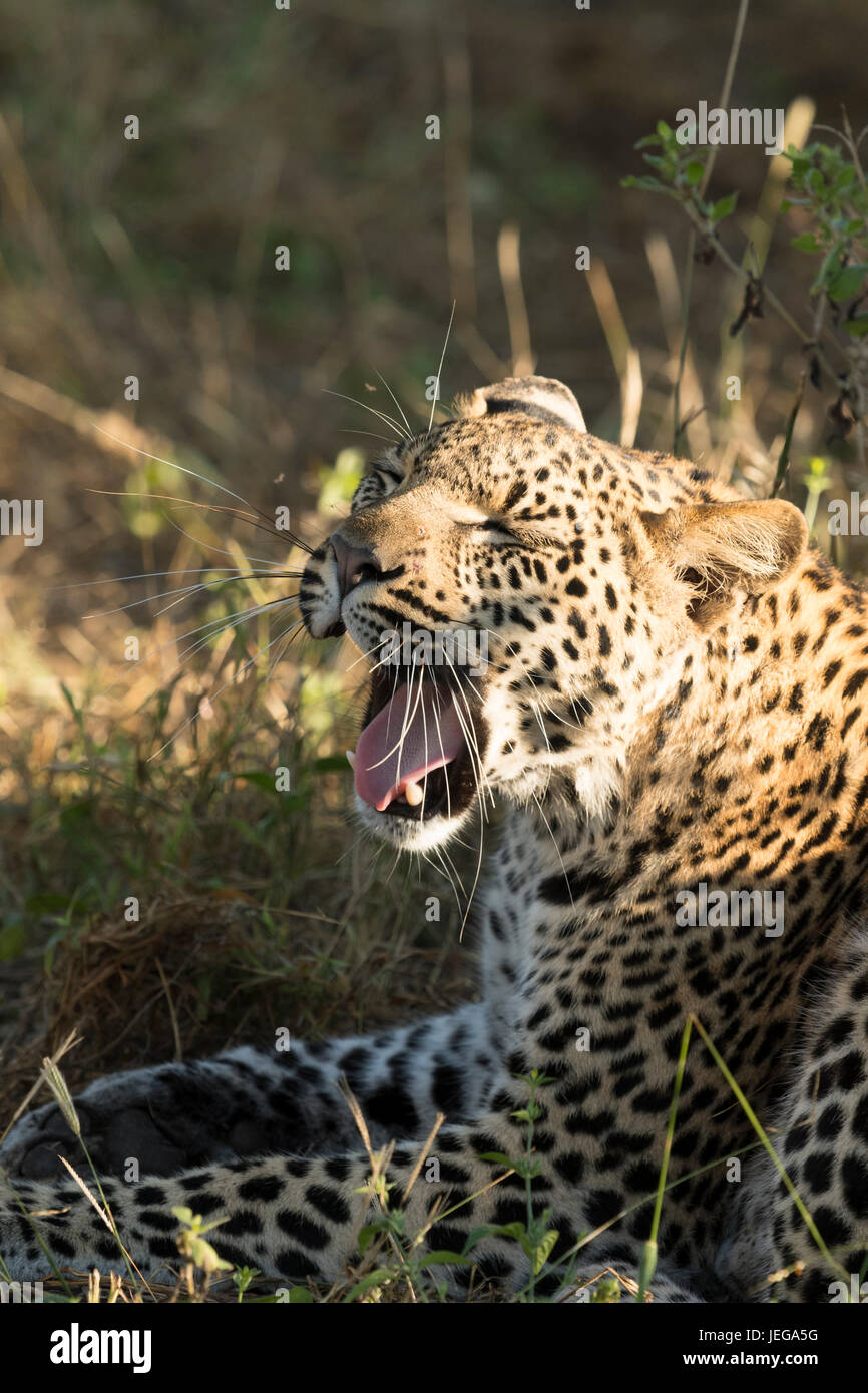 Female leopard alone in the Okavango Delta. She is Pula's daughter ...