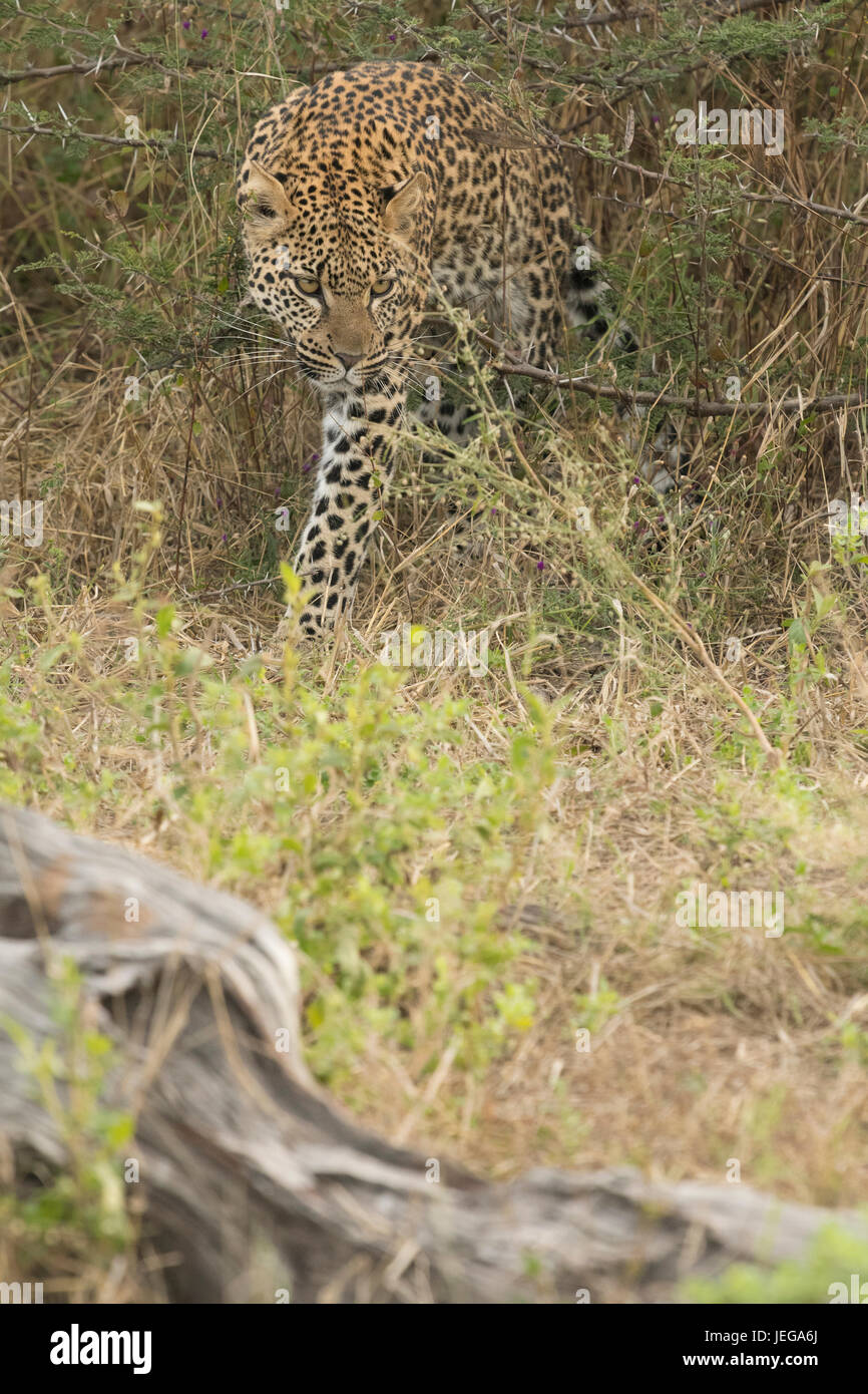 Female leopard alone in the Okavango Delta. She is Pula's daughter ...