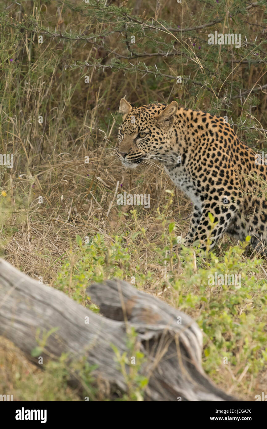 Female leopard alone in the Okavango Delta. She is Pula's daughter ...