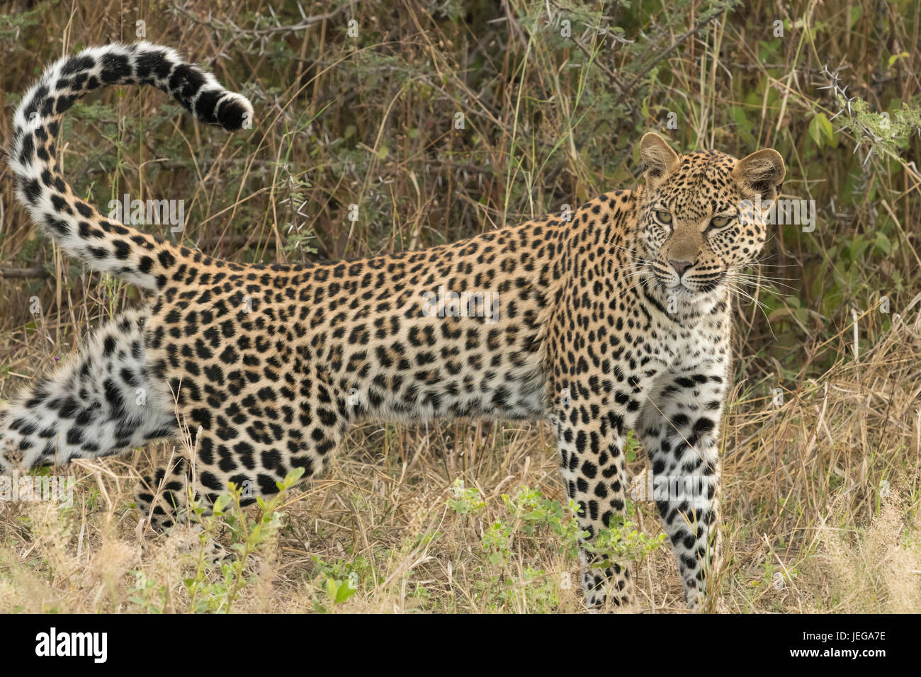 Female leopard alone in the Okavango Delta. She is Pula's daughter ...