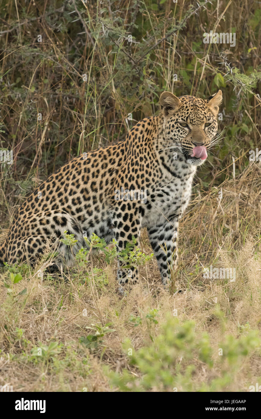 Female leopard alone in the Okavango Delta. She is Pula's daughter ...