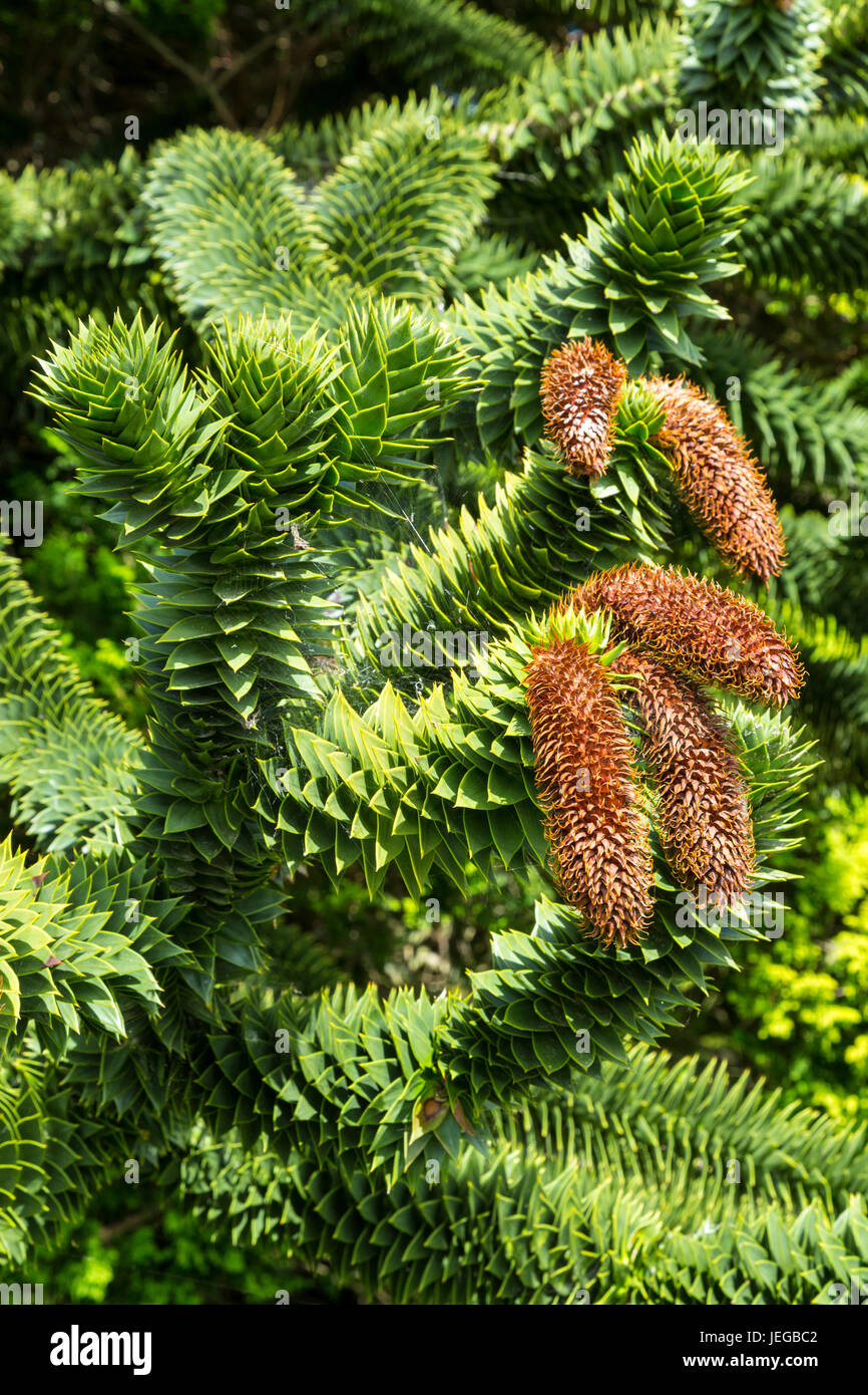 Yorkshire, England, UK.  Male Cones of the Monkey Puzzle Tree, Araucaria Araucana.  Endangered in its Natural habitat, Andean Elevations of Chile and  Stock Photo