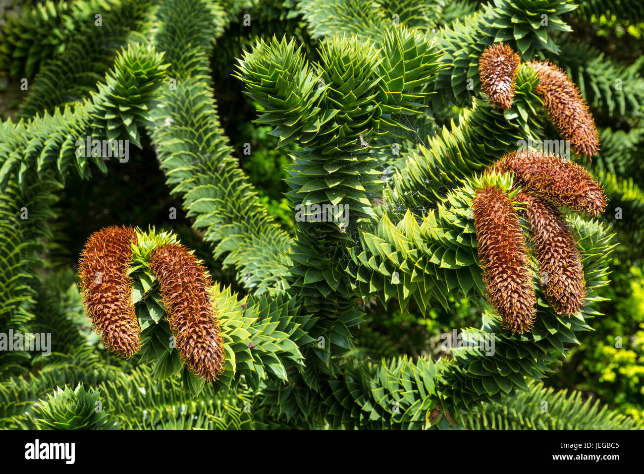 Yorkshire, England, UK.  Male Cones of the Monkey Puzzle Tree, Araucaria Araucana.  Endangered in its Natural habitat, Andean Elevations of Chile and  Stock Photo