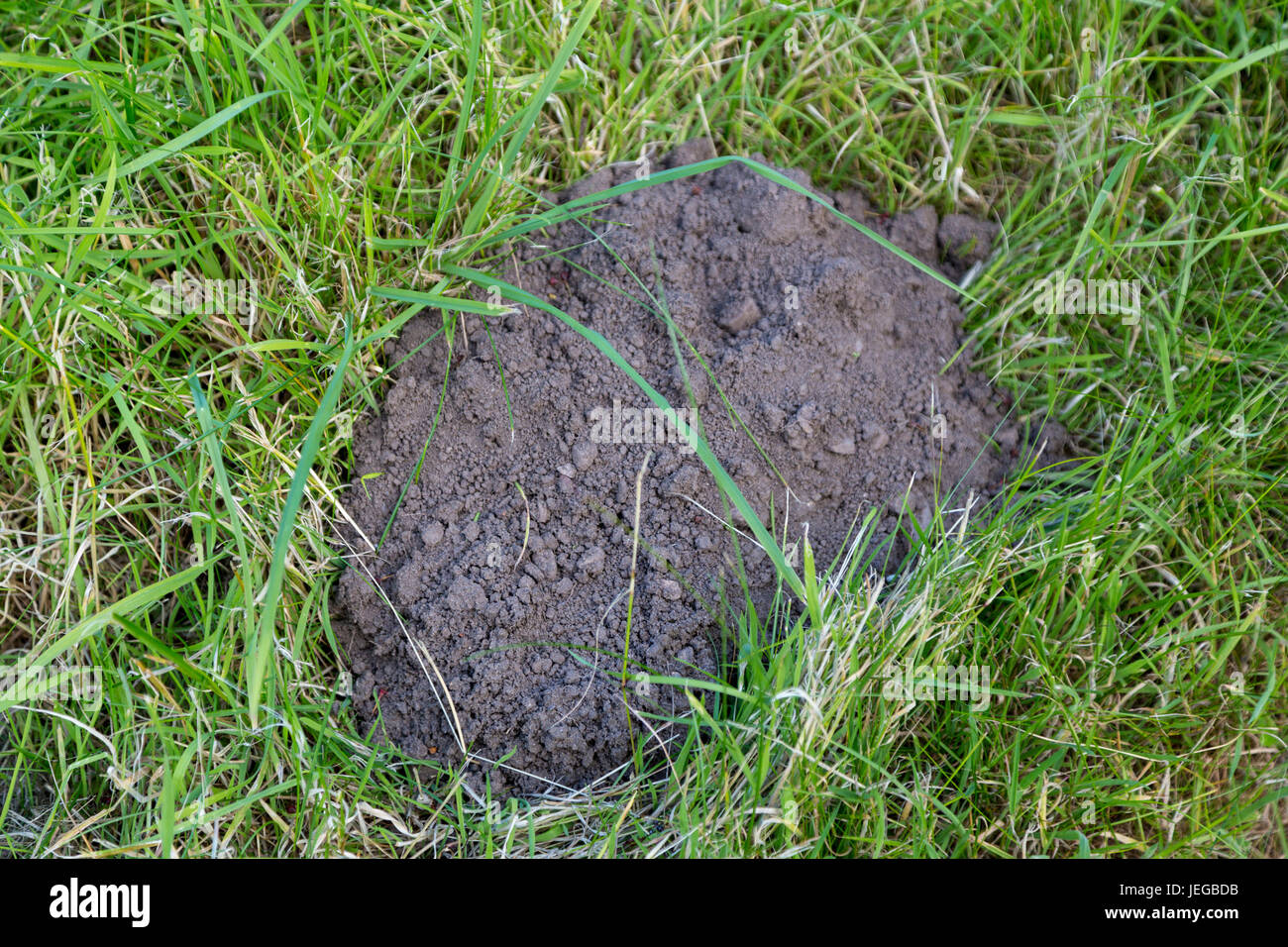 Yorkshire, England, UK.  Dirt Pile Left by a Mole. Stock Photo