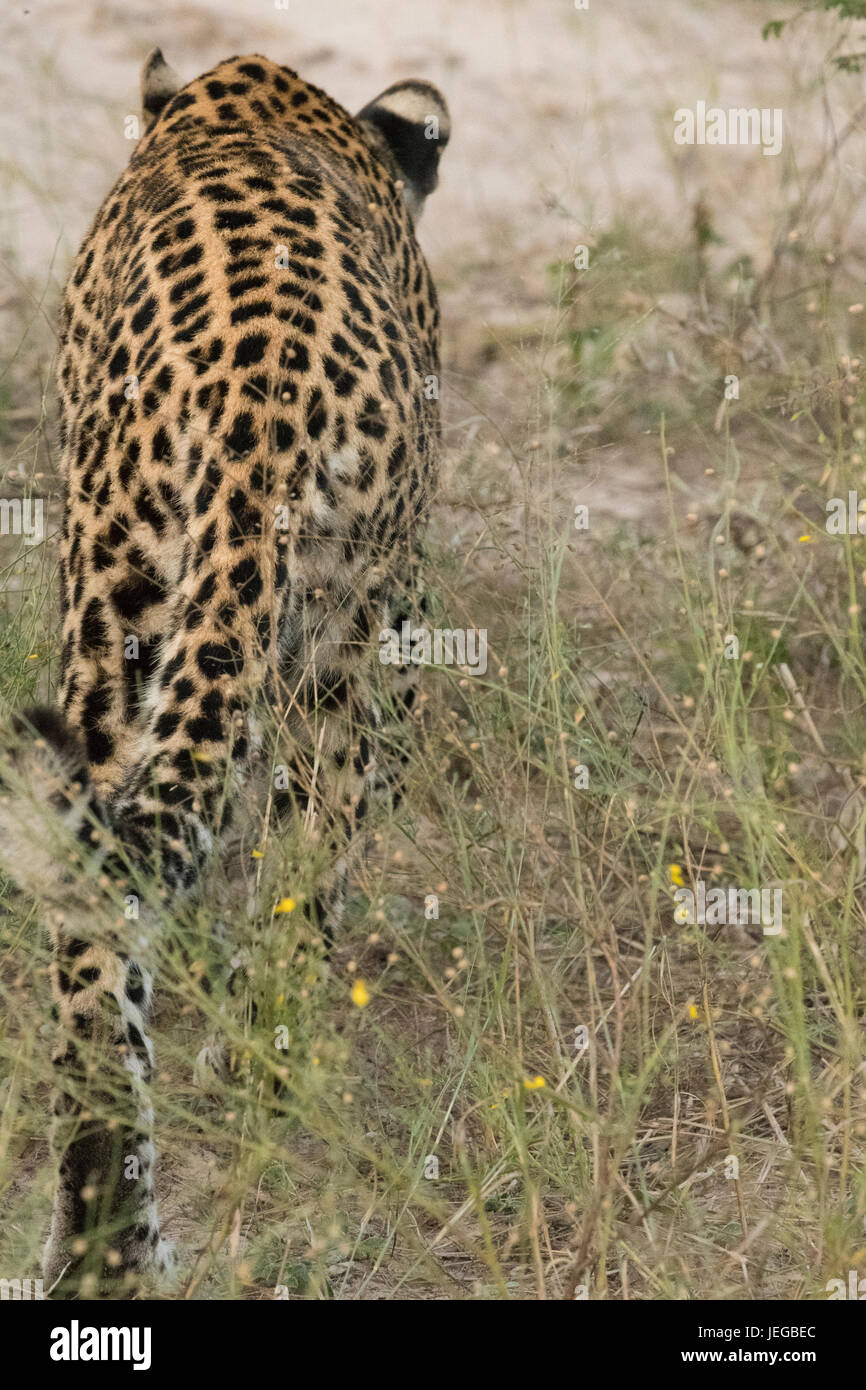 Female leopard alone in the Okavango Delta. She is Pula's daughter ...