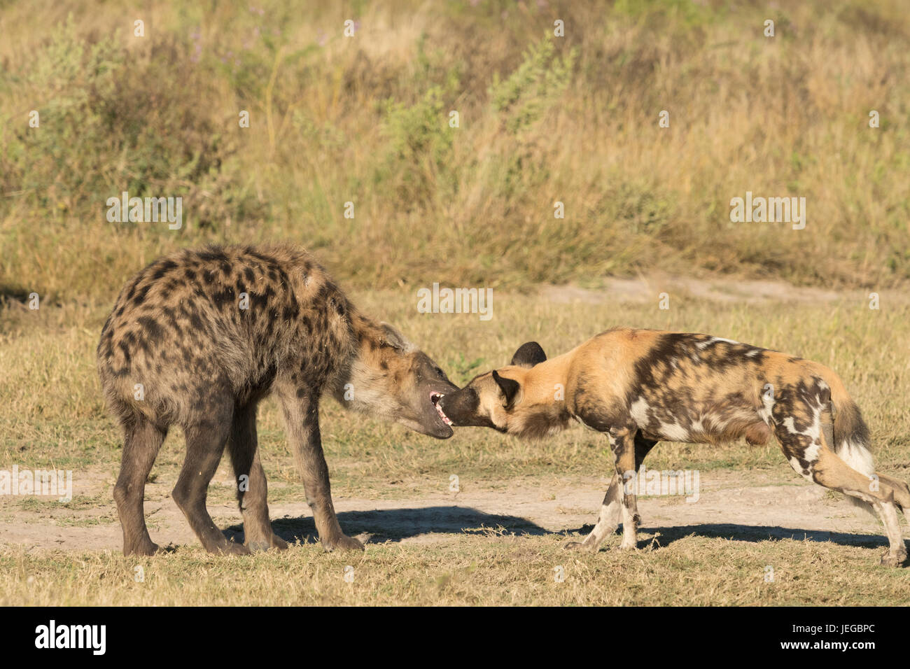 African wild dog interacting with spotted hyaena Stock Photo Alamy