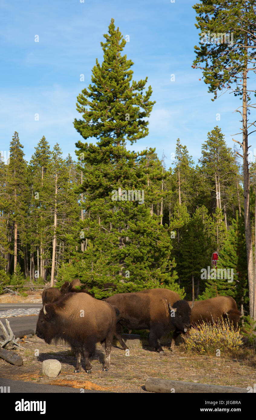 Bison in the Yellowstone national park, Wyoming, USA Stock Photo