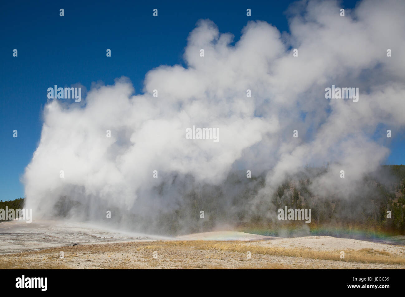 Old Faithful geyser eruption in the Yellowstone national park, USA ...