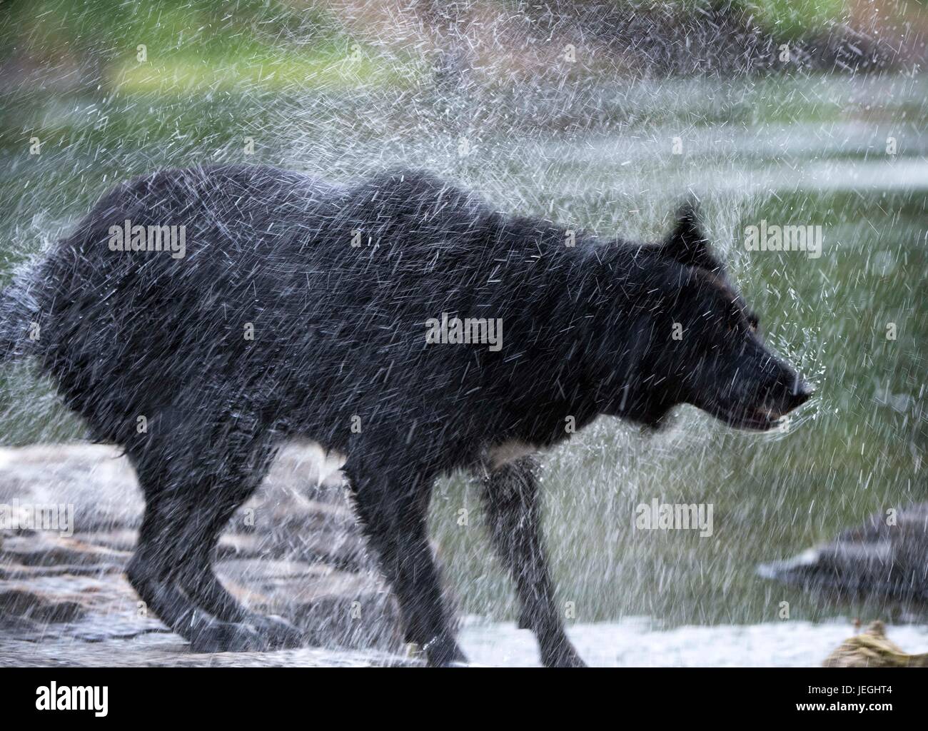 Kellogg, OREGON, USA. 24th June, 2017. A dog shakes water from its fur after swimming in the
