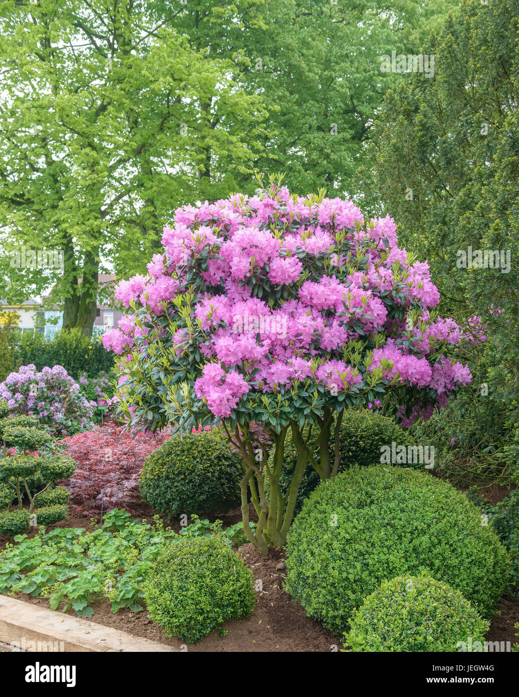 54+ Roseum Vorgarten, Tritt ein gefüllter schneeball ‘roseum‘