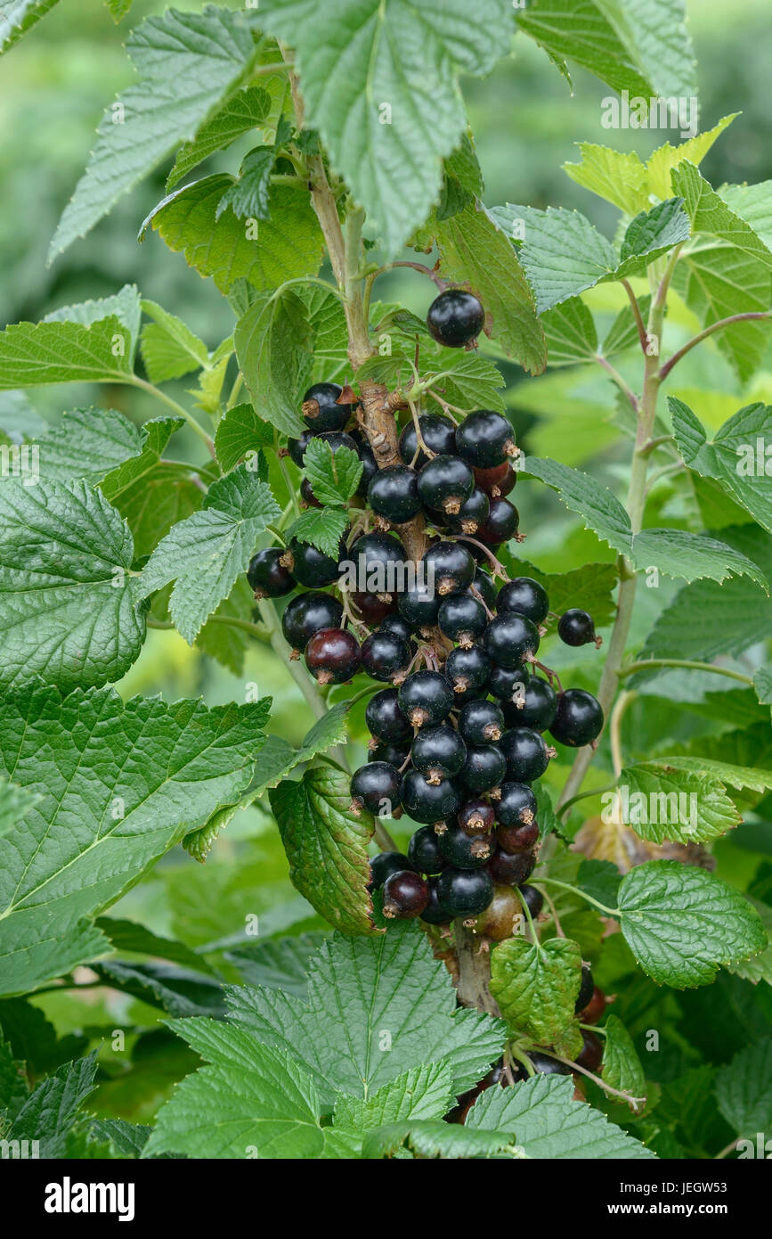 Black currant, Ribes nigrum Ben Finlay , Schwarze Johannisbeere (Ribes nigrum 'Ben Finlay') Stock Photo
