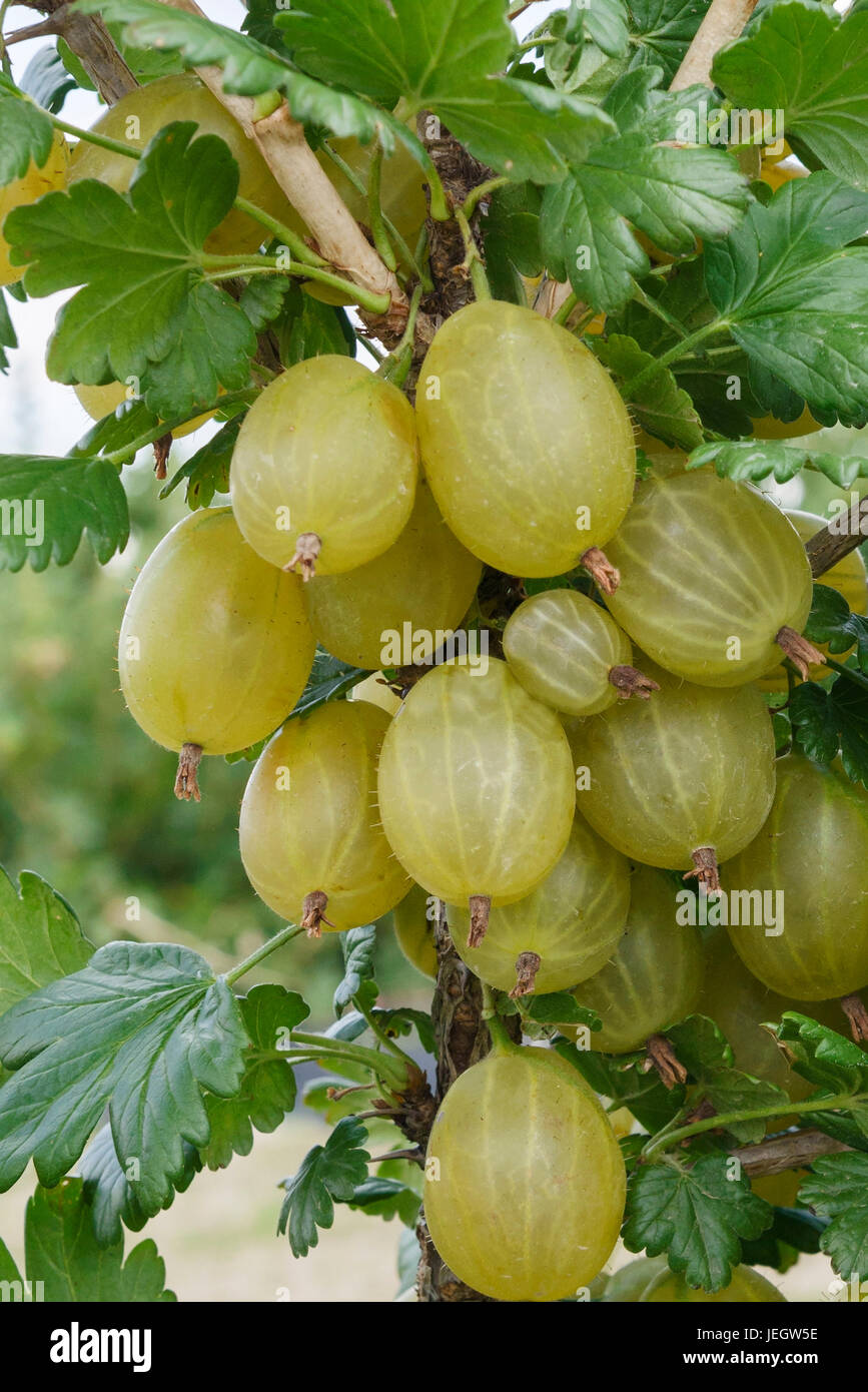 Gooseberry, Ribes uva-crispa Invicta , Stachelbeere (Ribes uva-crispa ' Invicta' Stock Photo - Alamy