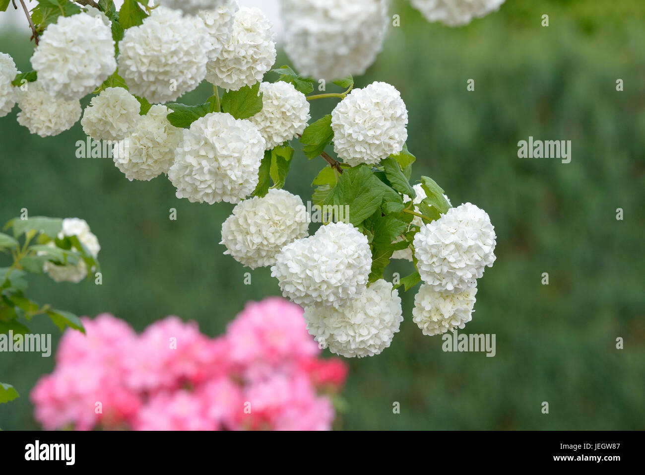 Real snowball, Viburnum opulus Roseum , Echter Schneeball (Viburnum opulus 'Roseum') Stock Photo