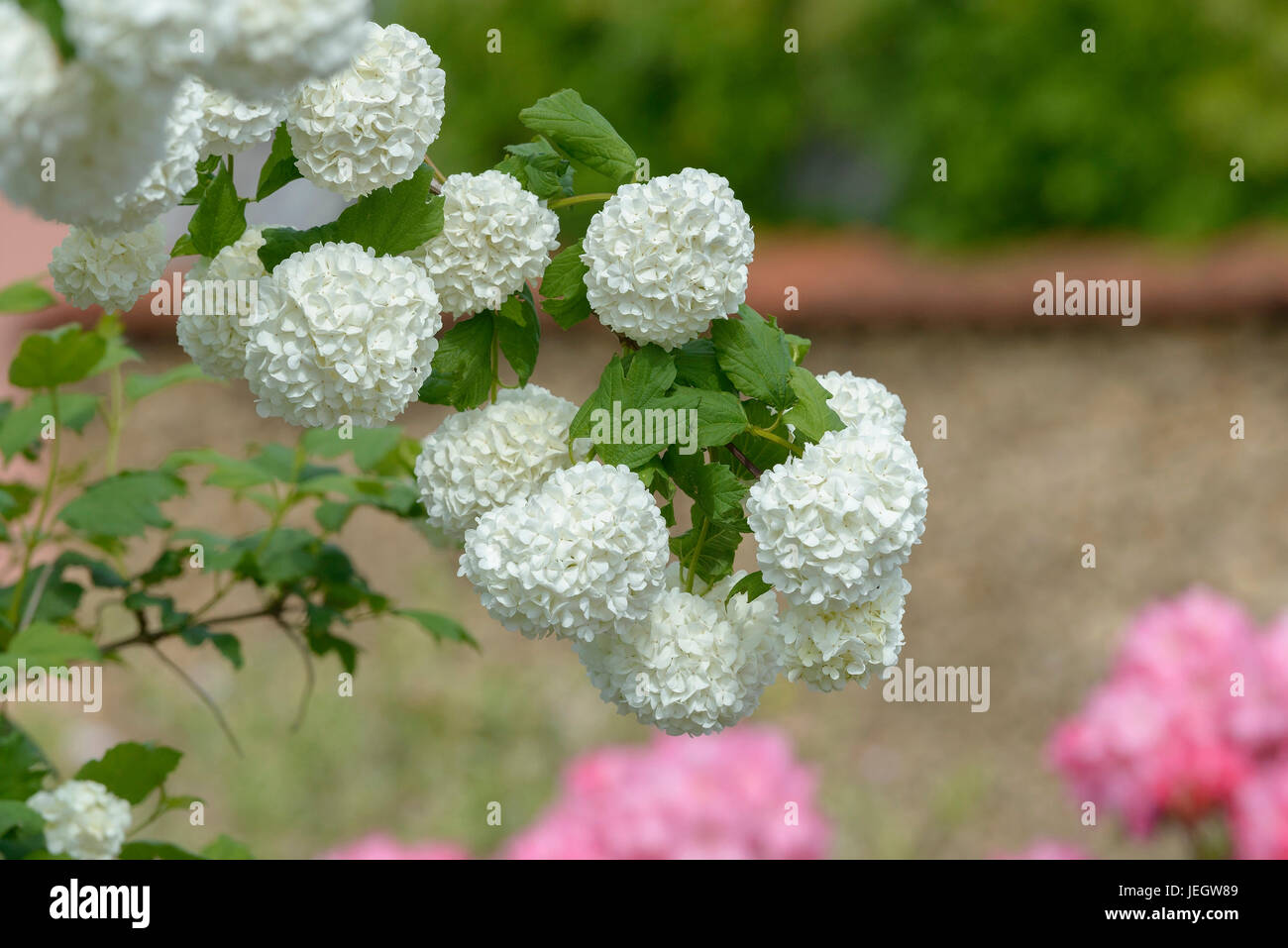 Real snowball, Viburnum opulus Roseum , Echter Schneeball (Viburnum opulus 'Roseum') Stock Photo