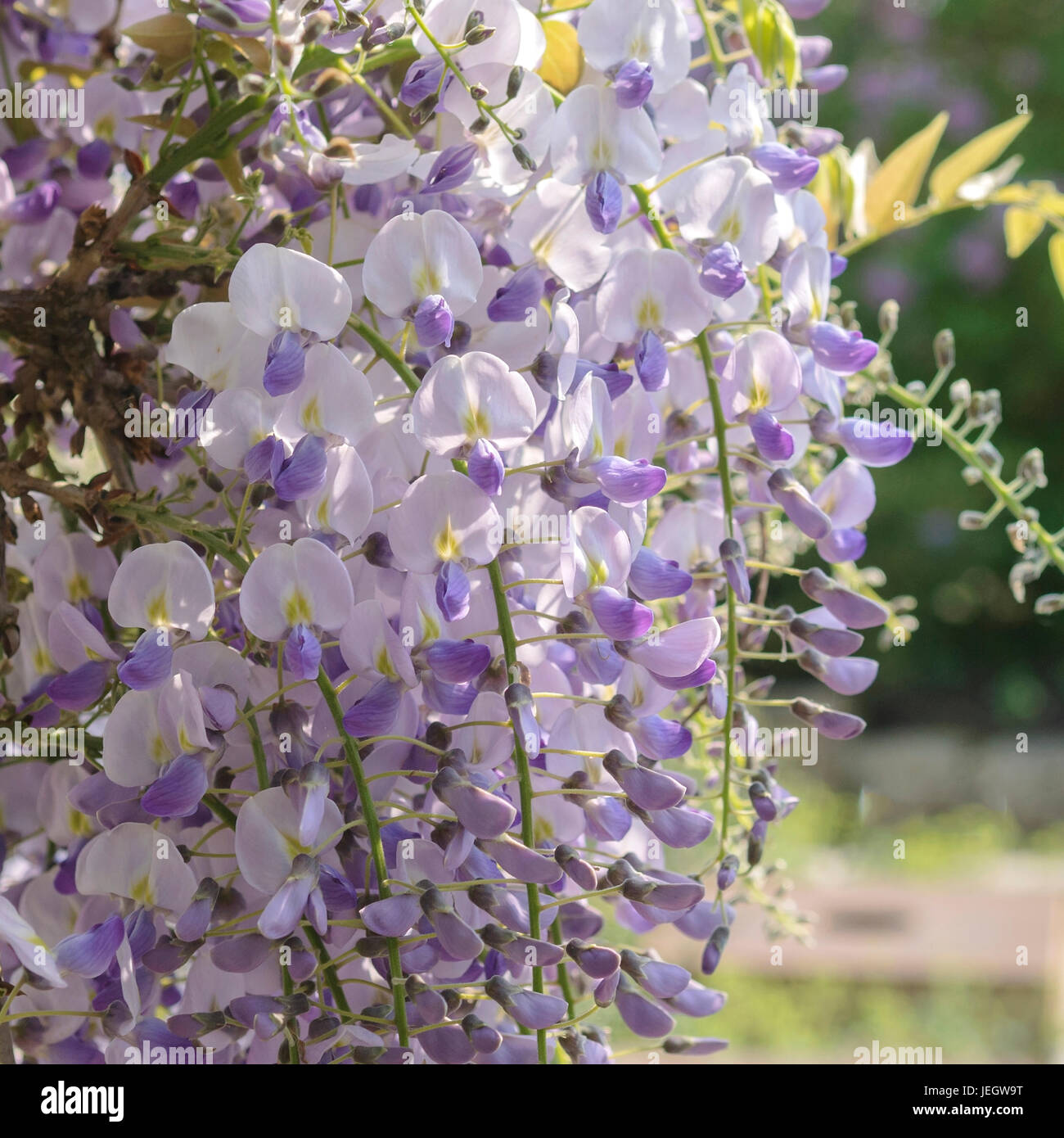 Semi Di Glicine Blu Di Helen's Greenhouse: Alta Germinazione Con Istruzioni - Foto 2