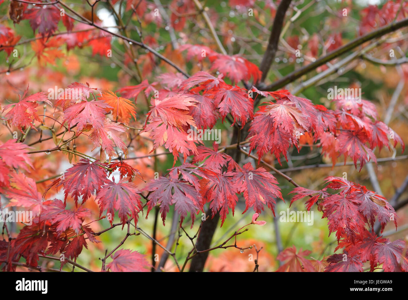 Monk's-hood-leafy maple, Acer japonicum Aconitifolium , Eisenhutblättriger Ahorn (Acer japonicum 'Aconitifolium') Stock Photo
