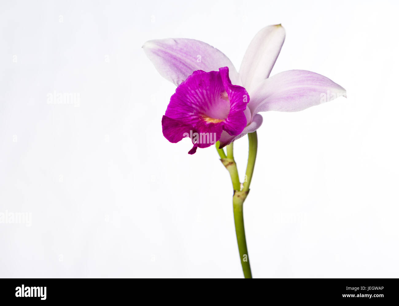 close up of a beautiful violet bamboo orchid isolated on a white background Stock Photo