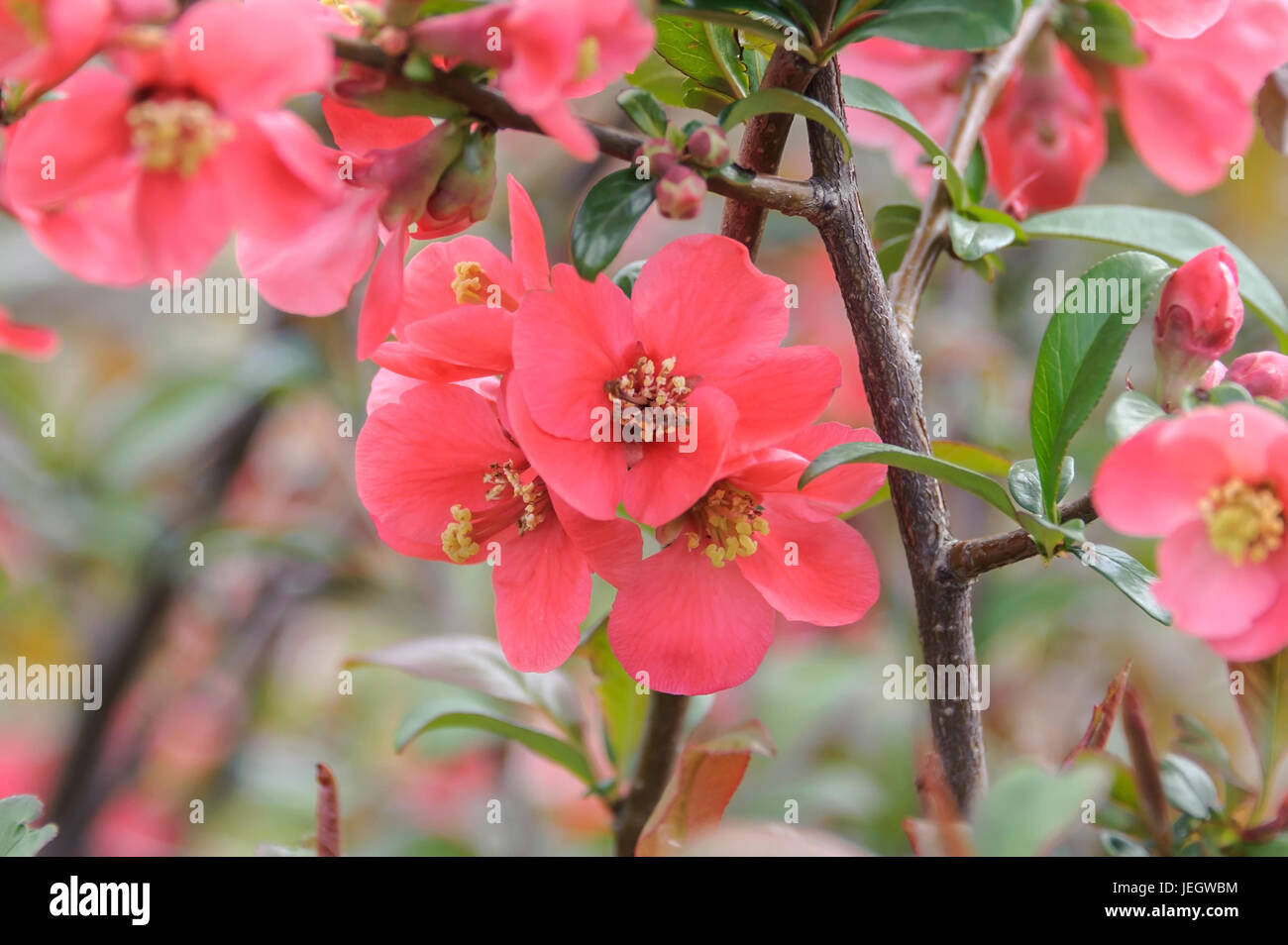 Chinese ornamental quince, Chaenomeles speciosa Umbilicata , Chinesische Zierquitte (Chaenomeles speciosa 'Umbilicata') Stock Photo