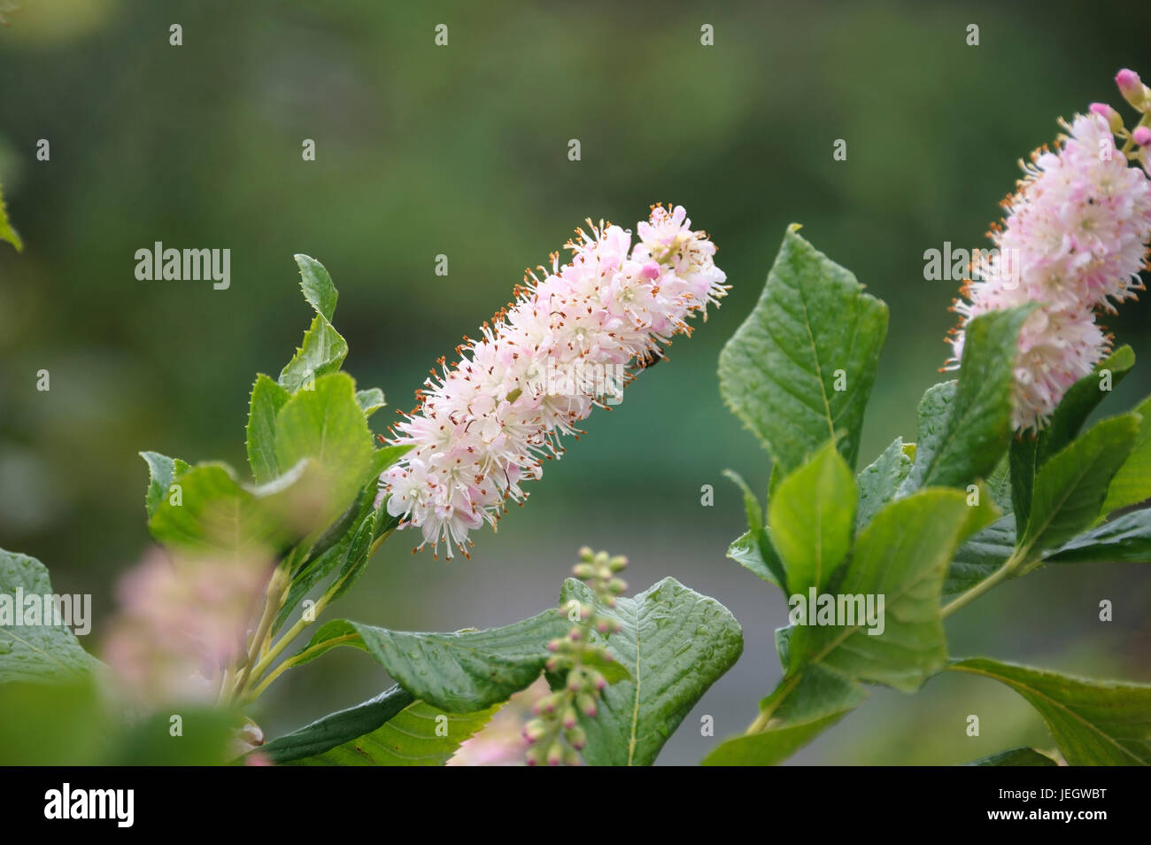 Scheineller, Clethra alnifolia Rosea , Scheineller (Clethra alnifolia 'Rosea') Stock Photo