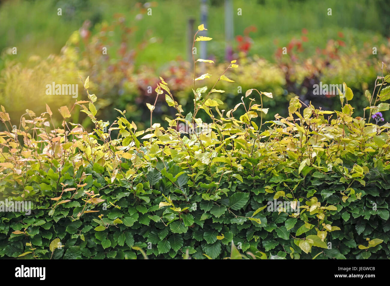 Copper beech, Fagus sylvatica , RotBuche (Fagus sylvatica Stock Photo