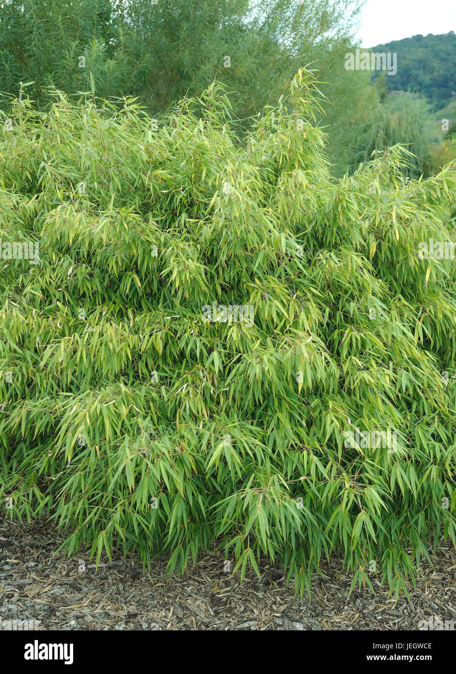 bamboo, Fargesia (Fargesia rufa Stock Photo - Alamy