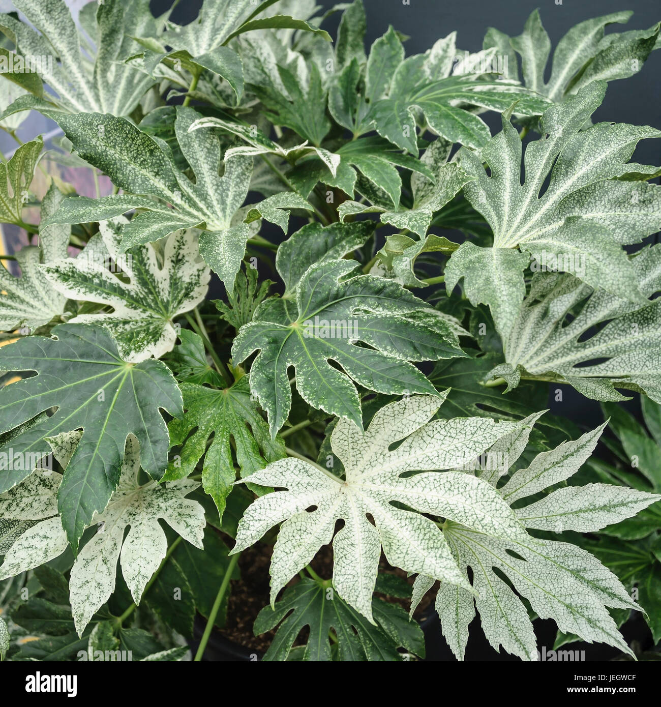 Zimmer-Aralie, Fatsia japonica Spiders web , Zimmer-Aralie (Fatsia japonica 'Spiders Web') Stock Photo