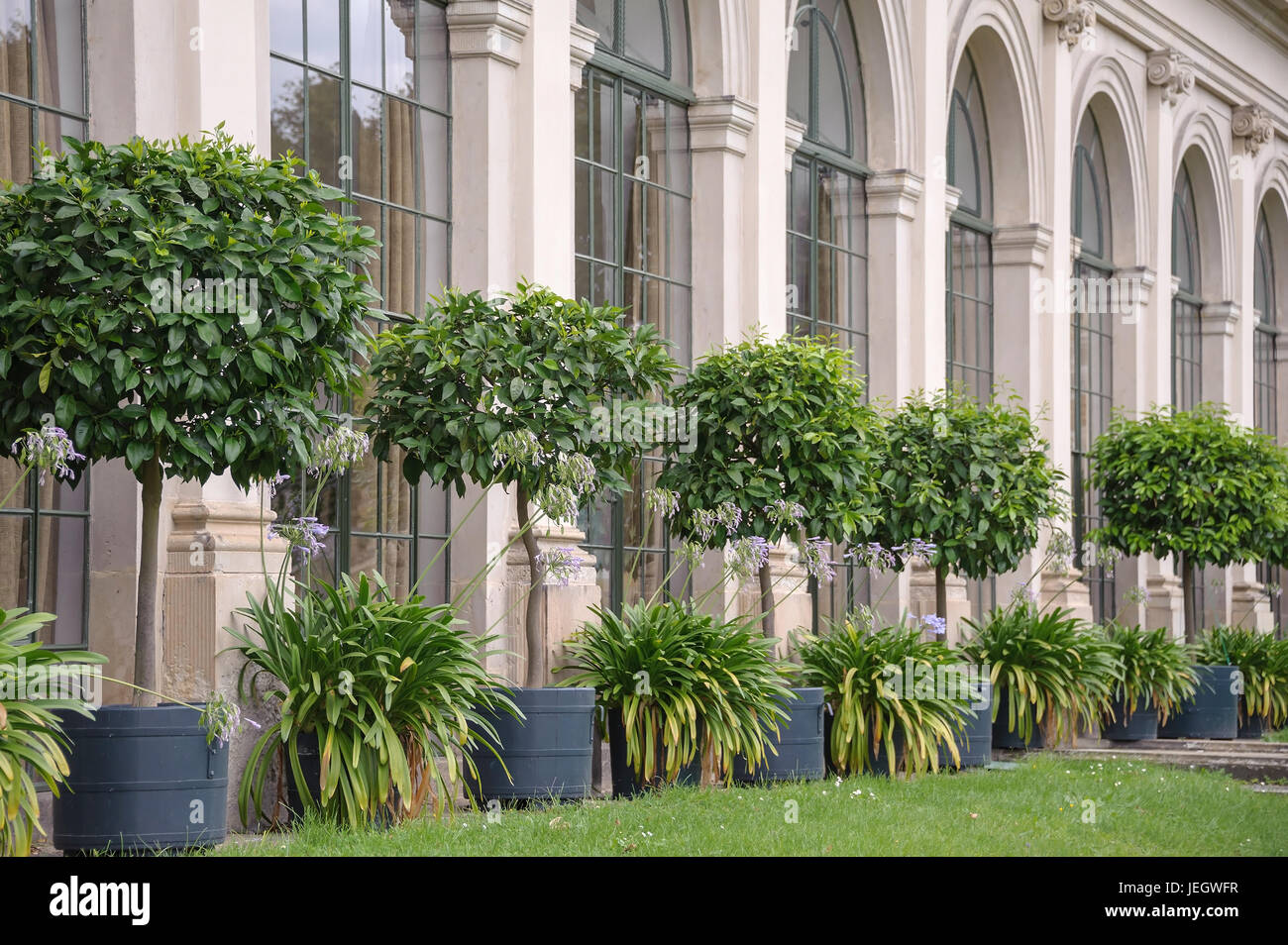 Bitter oranges in the baroque garden Gro?sedlitz, bitter orange, Citrus aurantium, jewellery lily, Agapanthus, before the lower orangery, Bitter-Orang Stock Photo