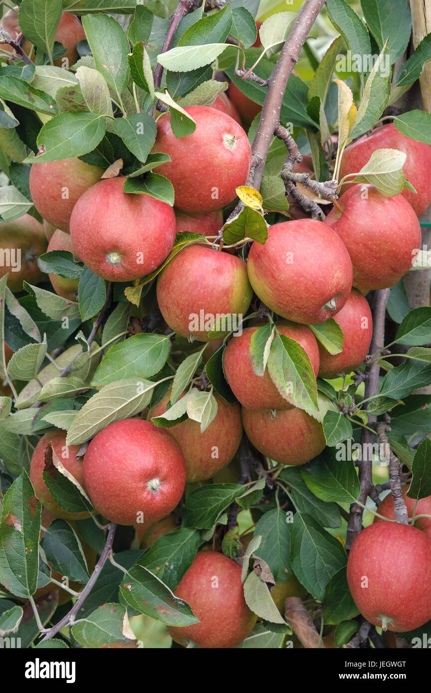 Apple, Malus domestica Braeburn tailor , Apfel (Malus domestica