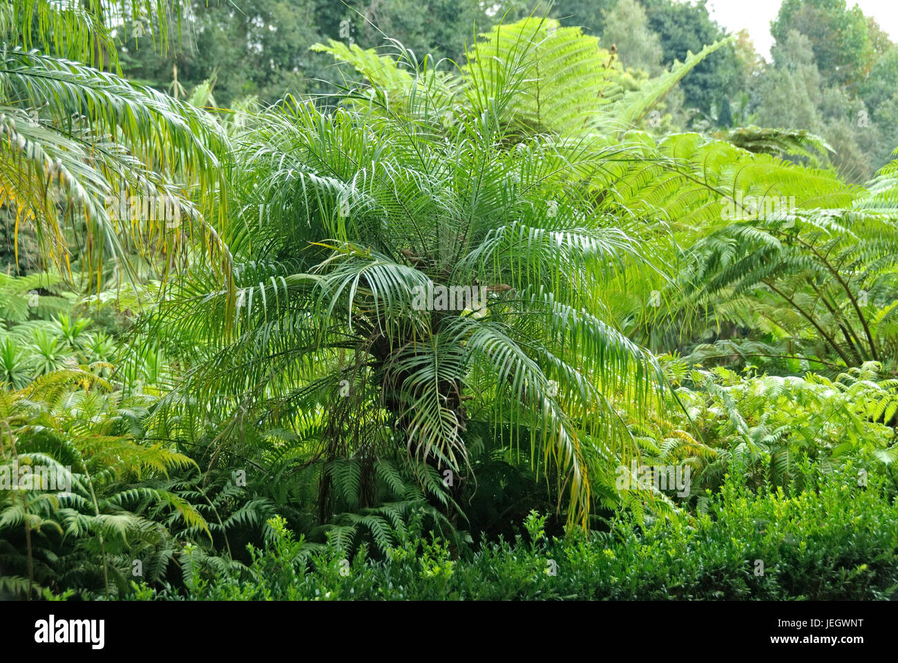 Monte Tropical Garden, midget date palm, phoenix roebelenii, shed treefern, Cyathea cooperi , Zwergdattelpalme  (Phoenix roebelenii), Schuppen-Baumfar Stock Photo