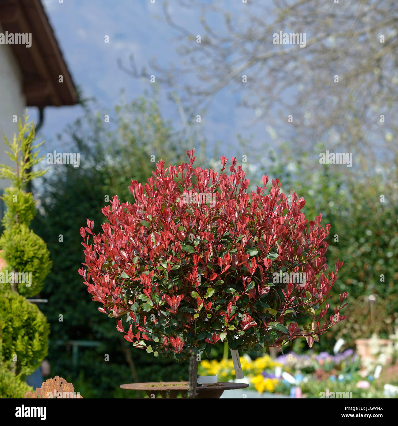 Photinia little red robin hi-res stock photography and images - Alamy