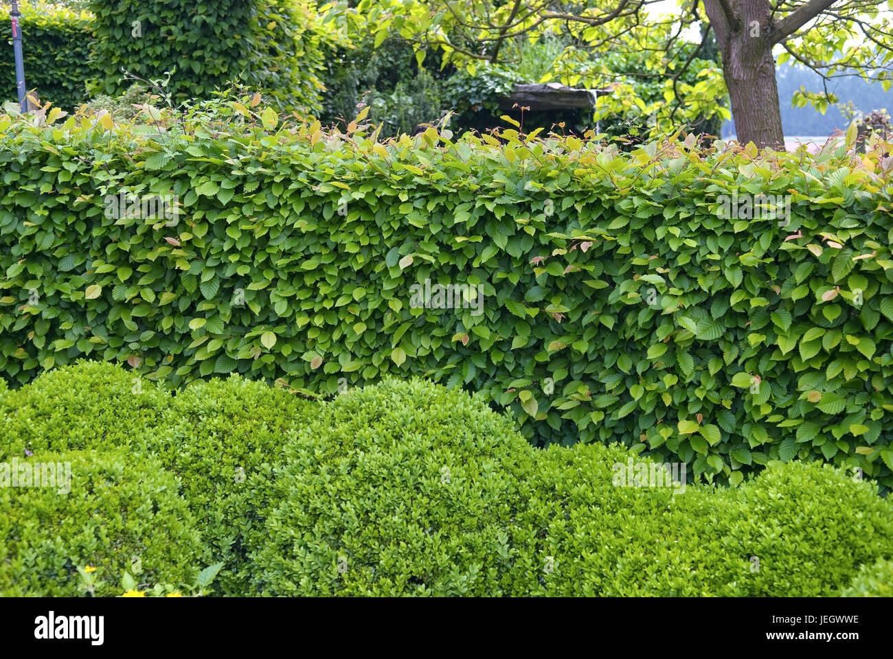 Hornbeam hedge, Carpinus betulus , Hainbuchenhecke (Carpinus betulus) Stock Photo