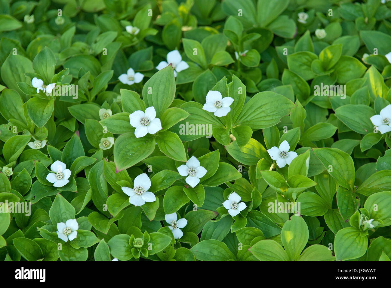 Carpet Dogwood Cornus Canadensis Teppich Hartriegel Cornus
