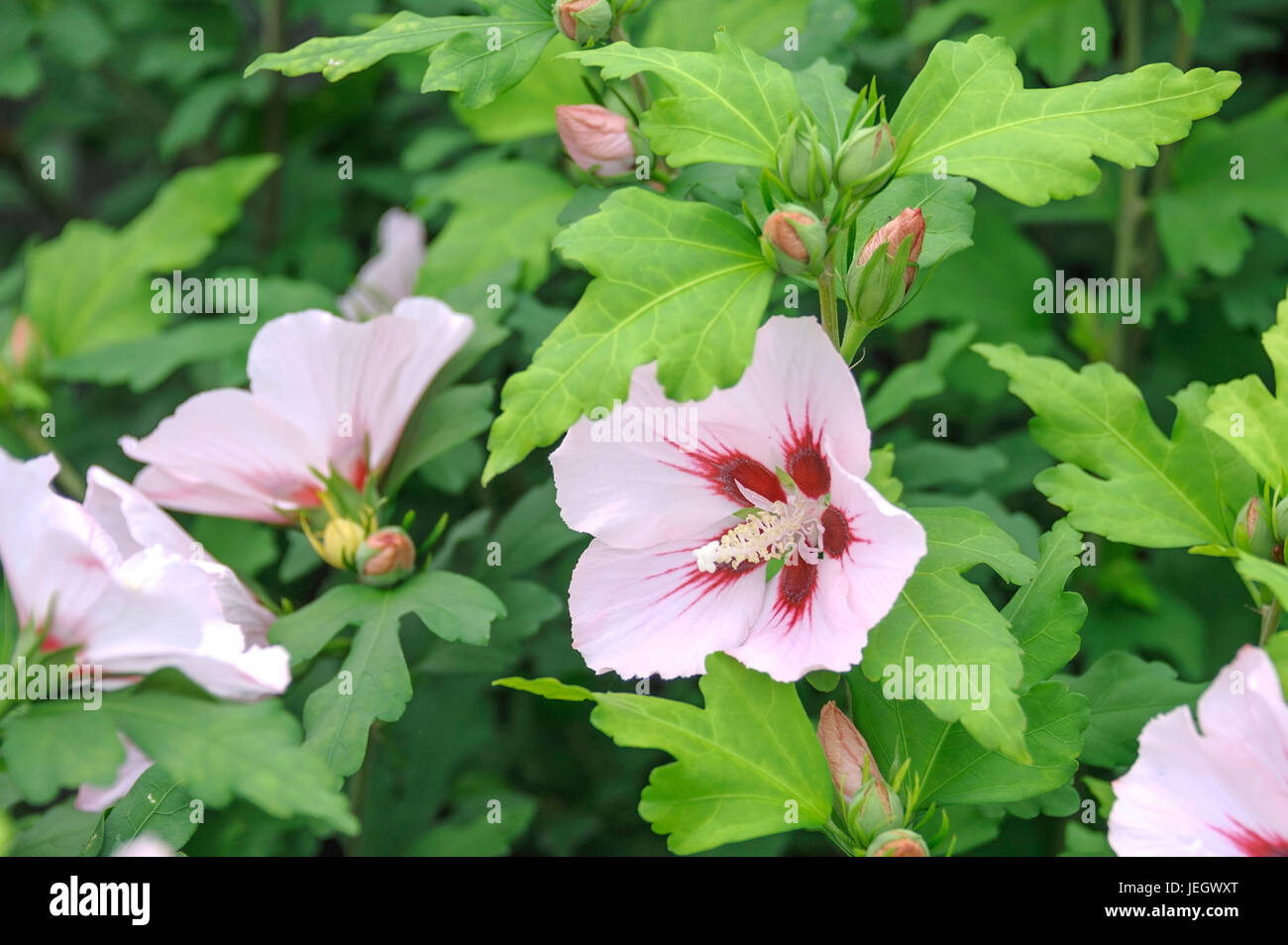 Garden marsh mallow, Hibiscus syriacus Ham subscription , Garten-Eibisch (Hibiscus syriacus 'Hamabo') Stock Photo