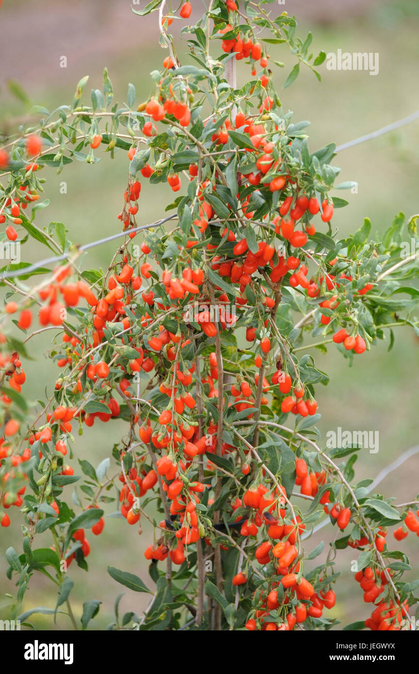 Goji berry, Lycium barbarum No.1 Lifeberry , Goji-Beere (Lycium barbarum 'No.1 Lifeberry') Stock Photo