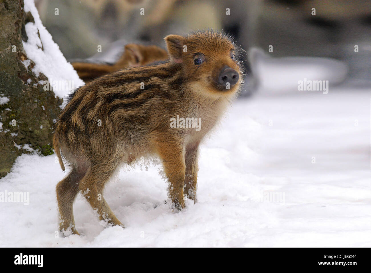 Young wildly boar in the snow, Sus scrofa,, Junges Wildschwein im  Schnee, Sus  scrofa, Stock Photo