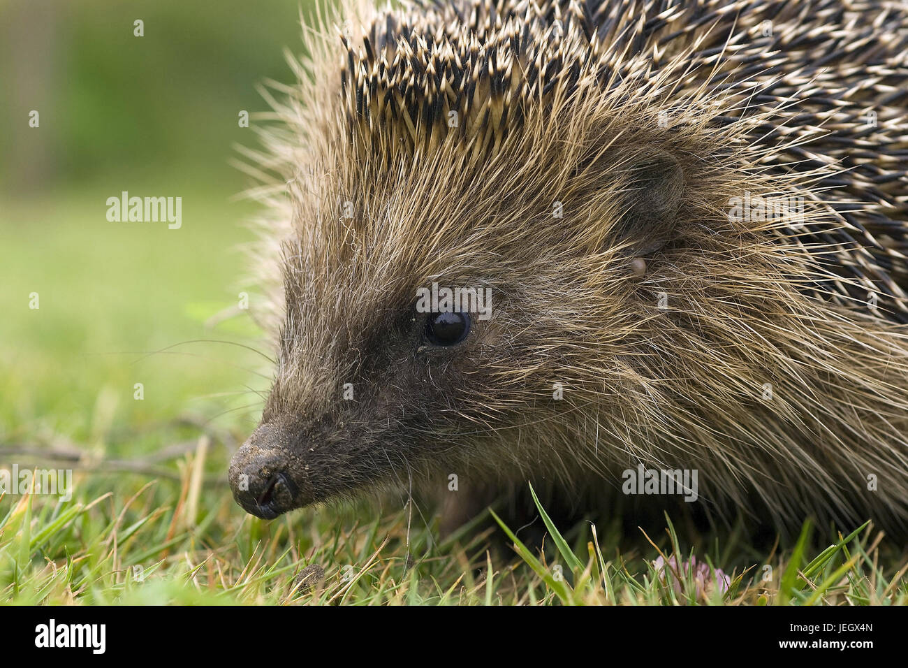 Hedgehog, Erinaceidae, portrait, Igel, Portrait Stock Photo