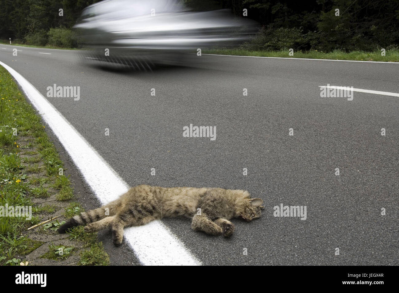 Dead cat in the street edge, Tote Katze am Strassenrand Stock Photo