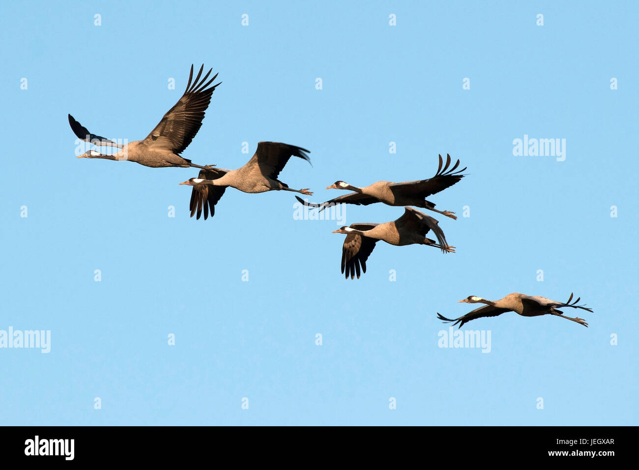 Flying crane, slack slack, Fliegender Kranich (Grus grus) Stock Photo