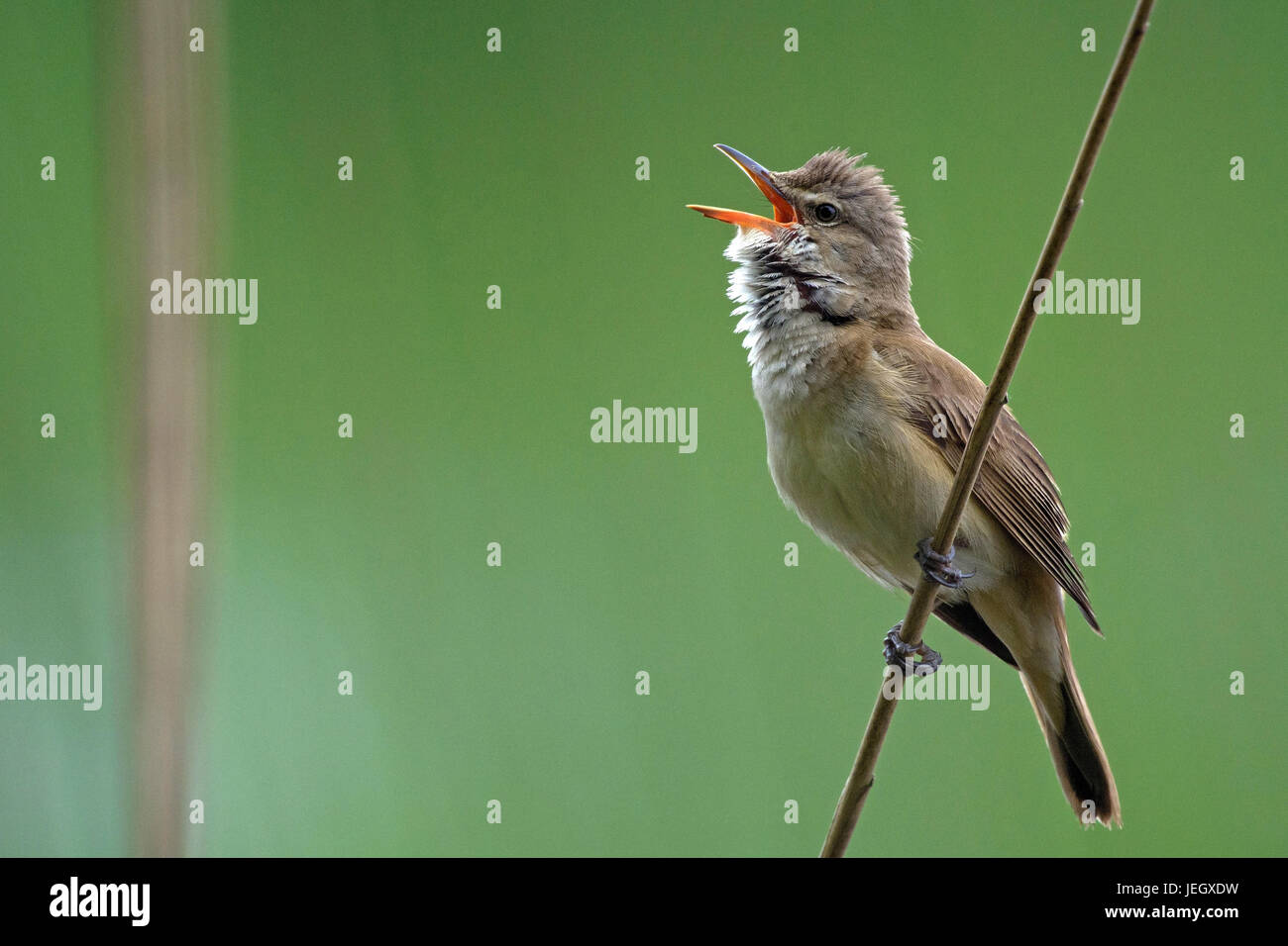 Throttle pipe Singer, Acrocephalus arundinaceus, Drosselrohrsänger ...