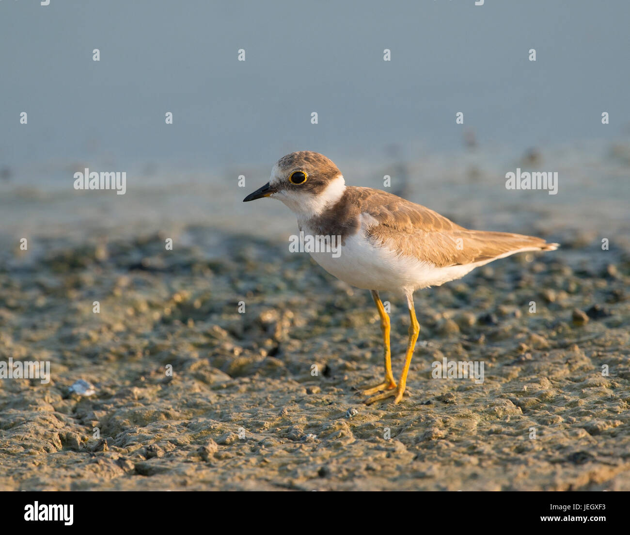 River Margin Piper, Charadrius Dubius , Flussregenpfeifer (charadrius 