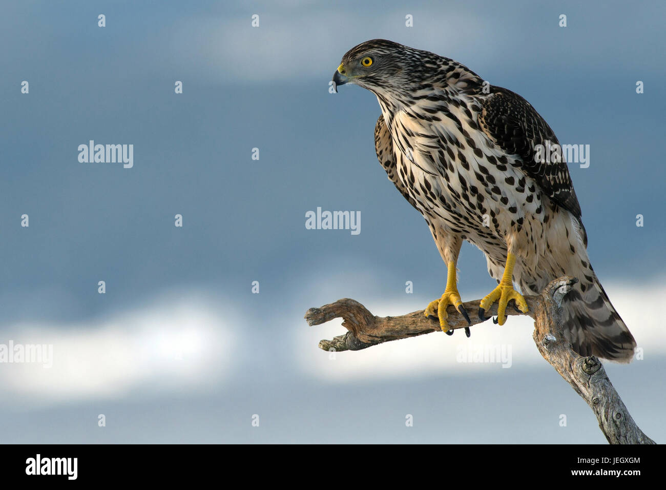 Hawk, Accipiter gentilis , Habicht (Accipiter gentilis Stock Photo Alamy