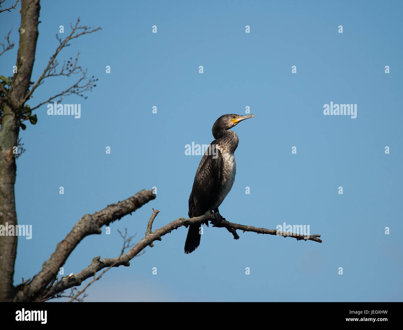Cormorant, Phalacrocorax carbo , Kormoran (Phalacrocorax carbo Stock ...