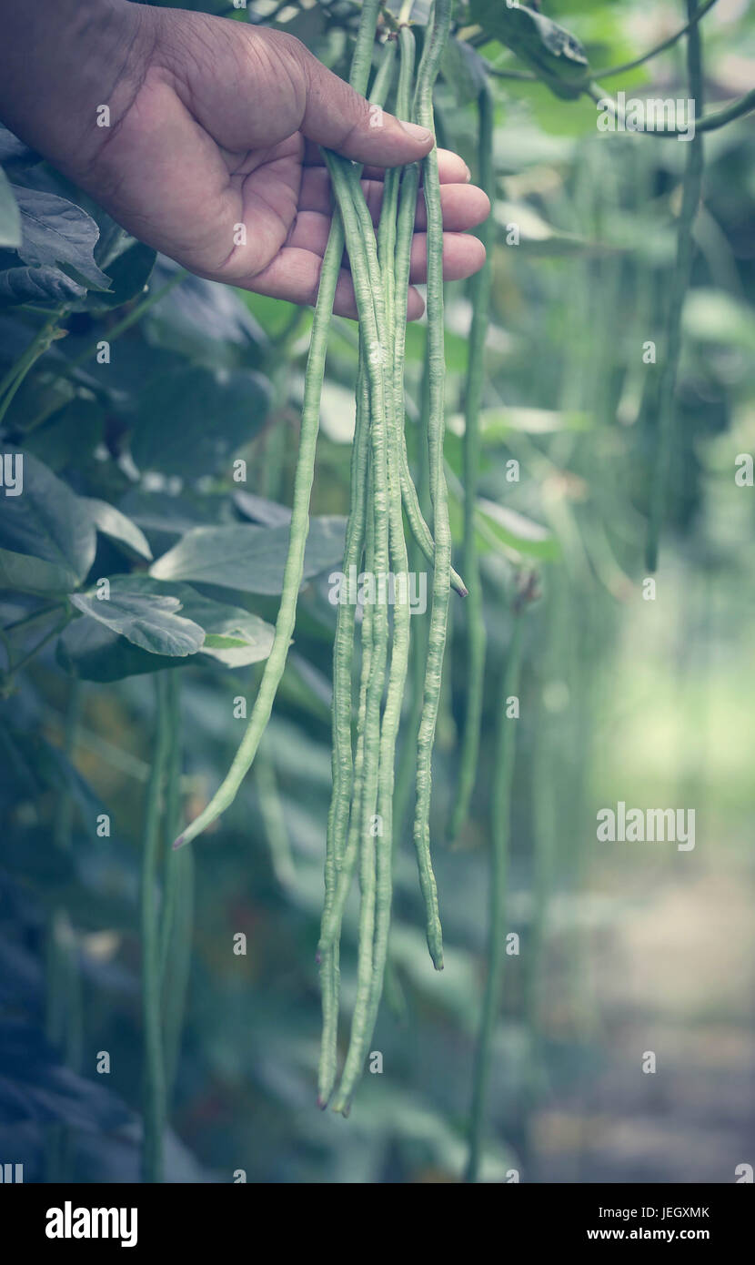 Yard long bean holding by hand in garden Stock Photo