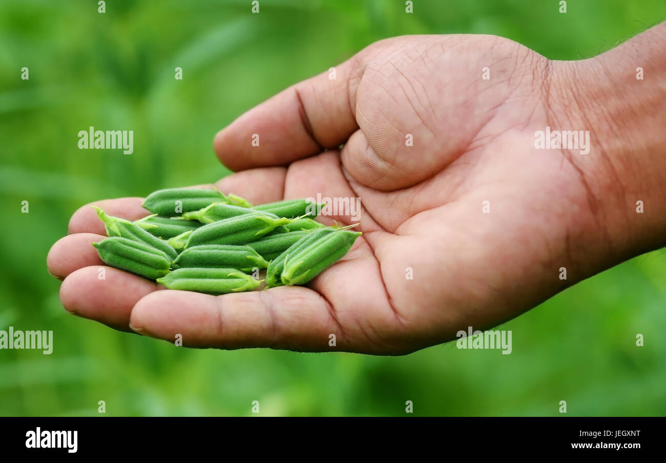 Sesame pods holding by hand in garden Stock Photo