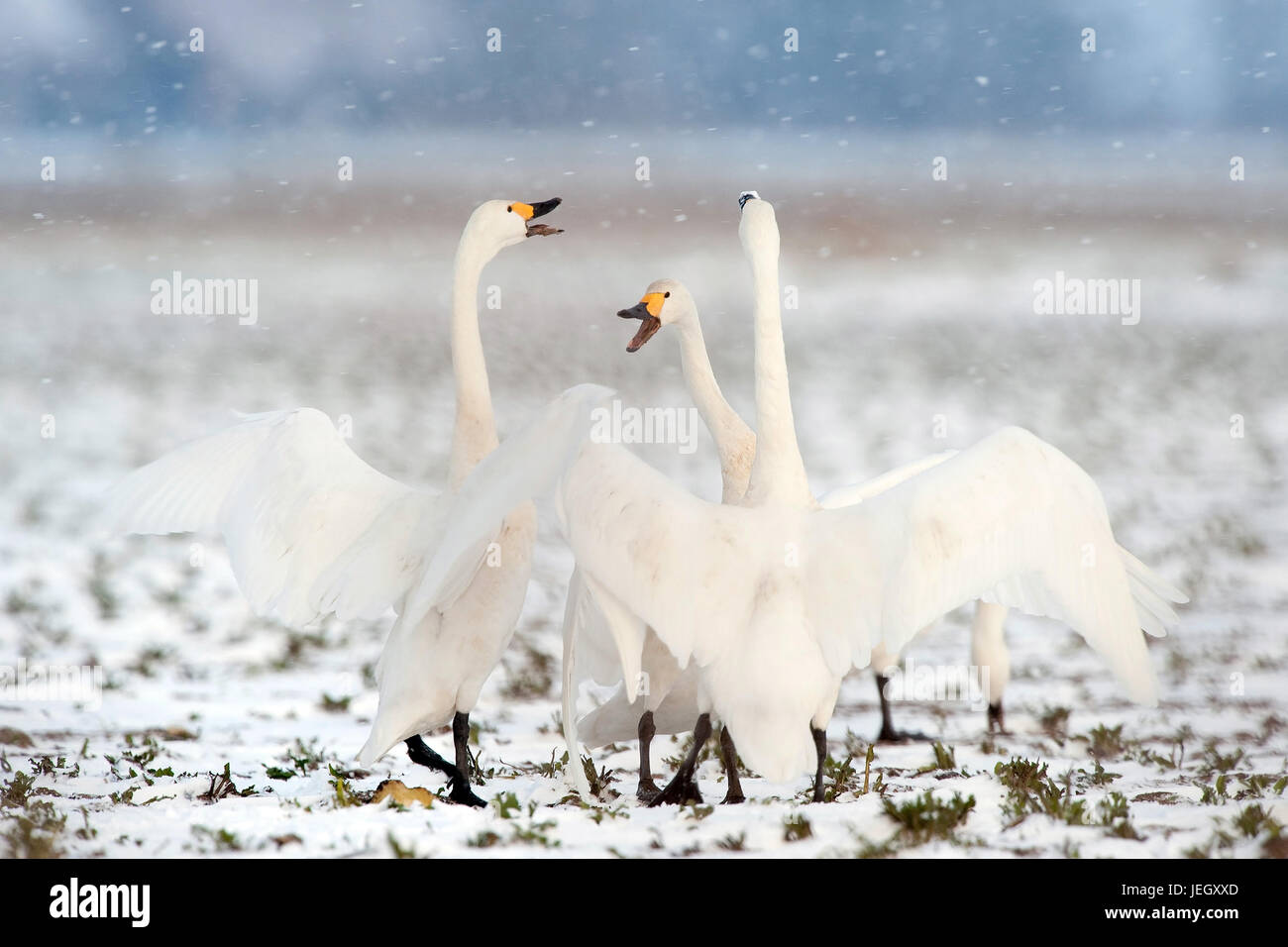 Song swans in winter, Cygnus cygnus, Singschwäne im Winter Stock Photo